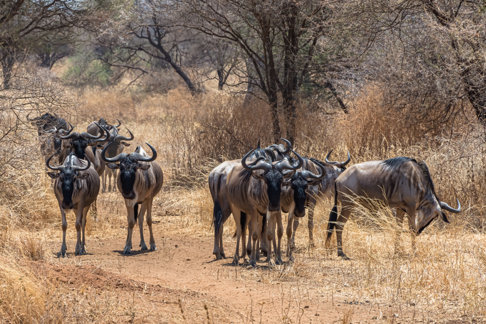 SERENGETI