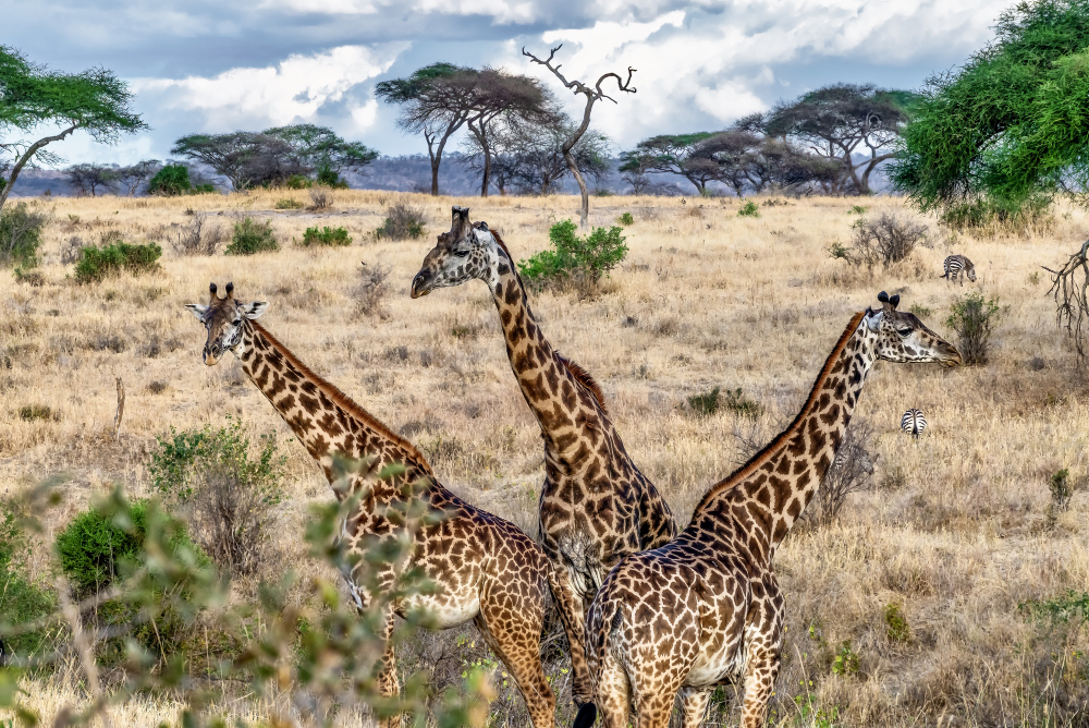 TSAVO NATIONAL PARK