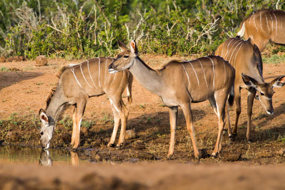 RUMA NATIONAL PARK