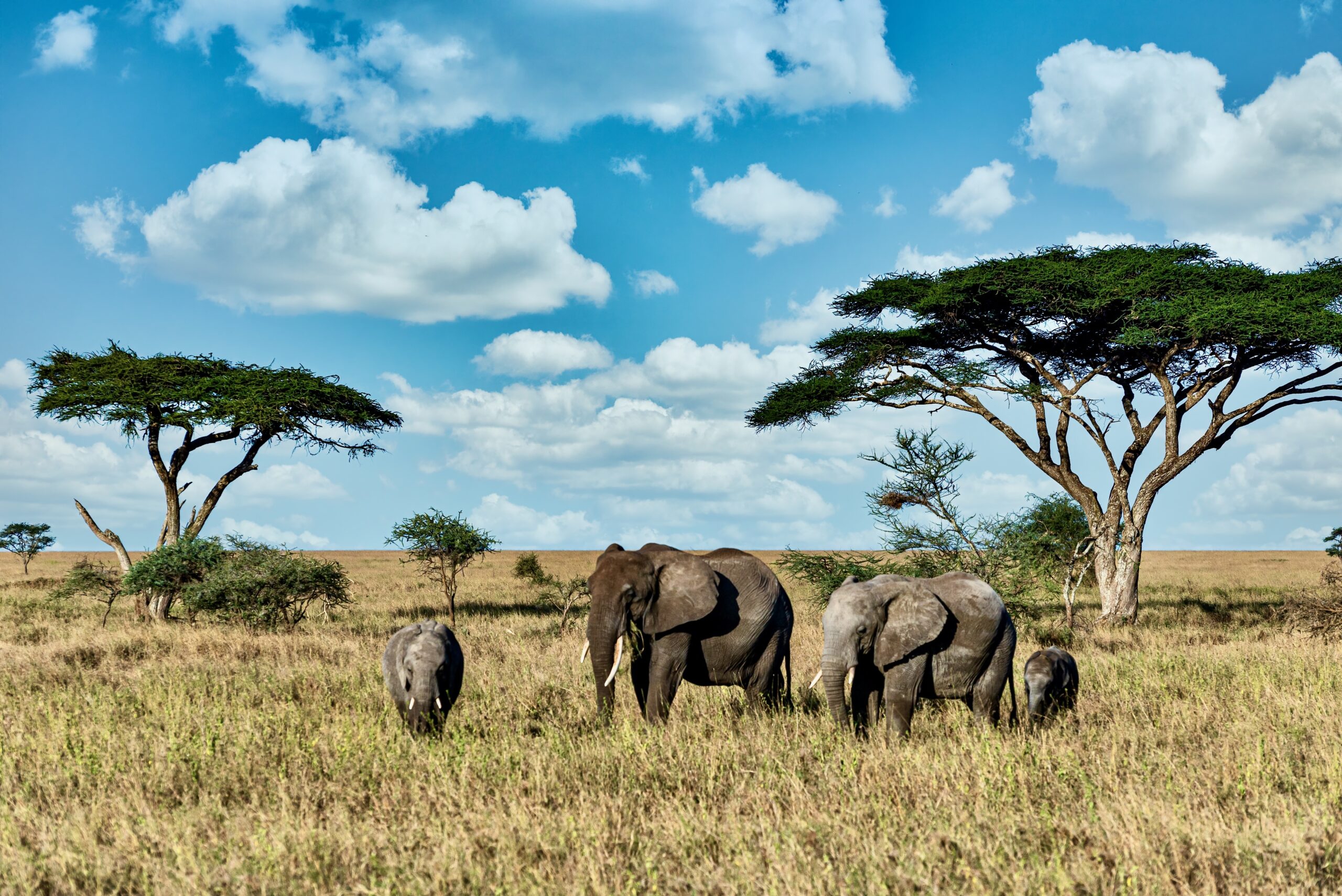 MAASAI MARA